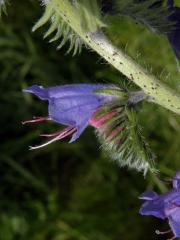 Hadinec obecný (Echium vulgare L.)