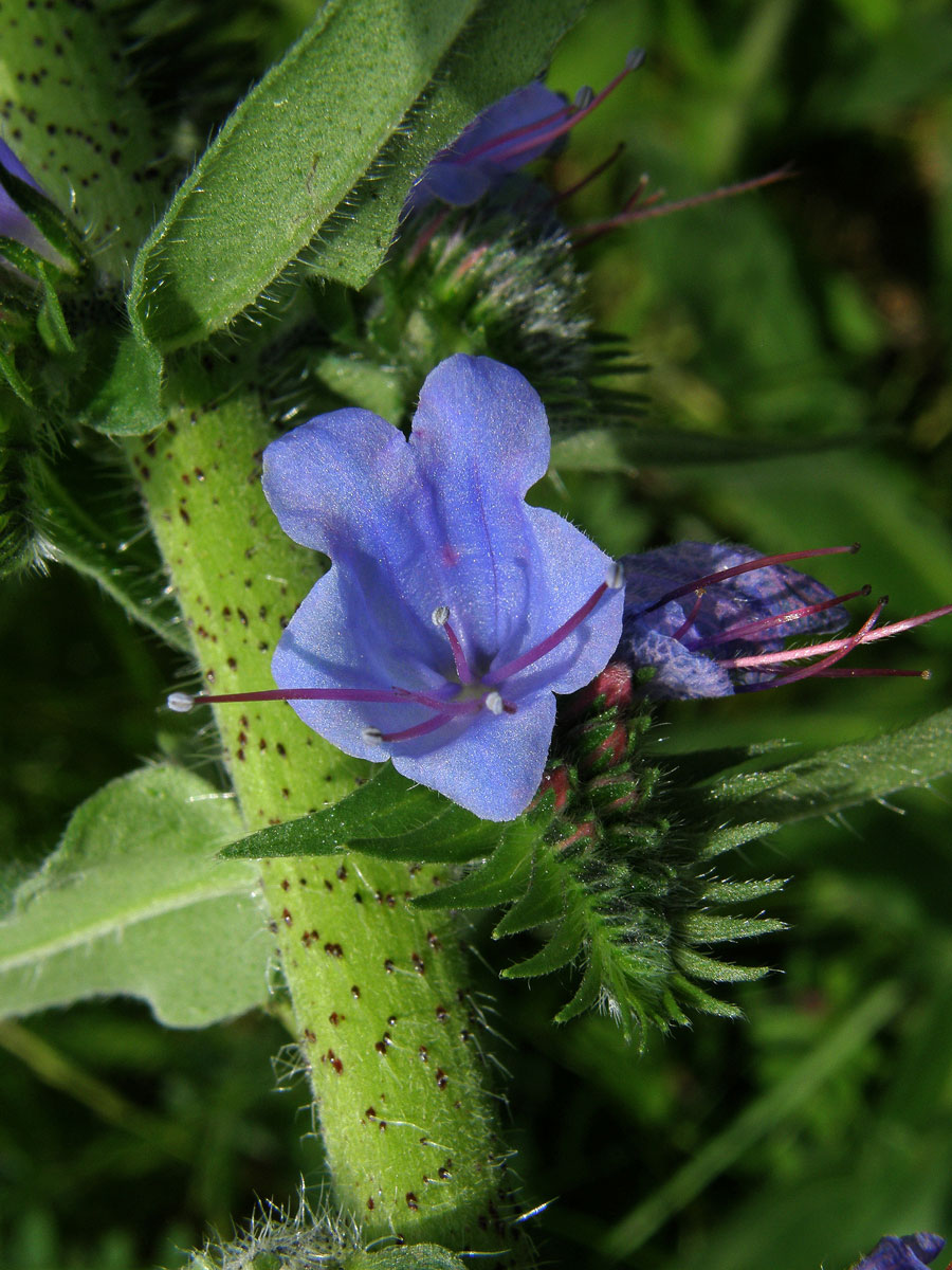 Hadinec obecný (Echium vulgare L.)