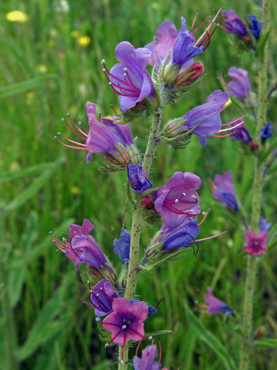 Hadinec obecný (Echium vulgare L.)