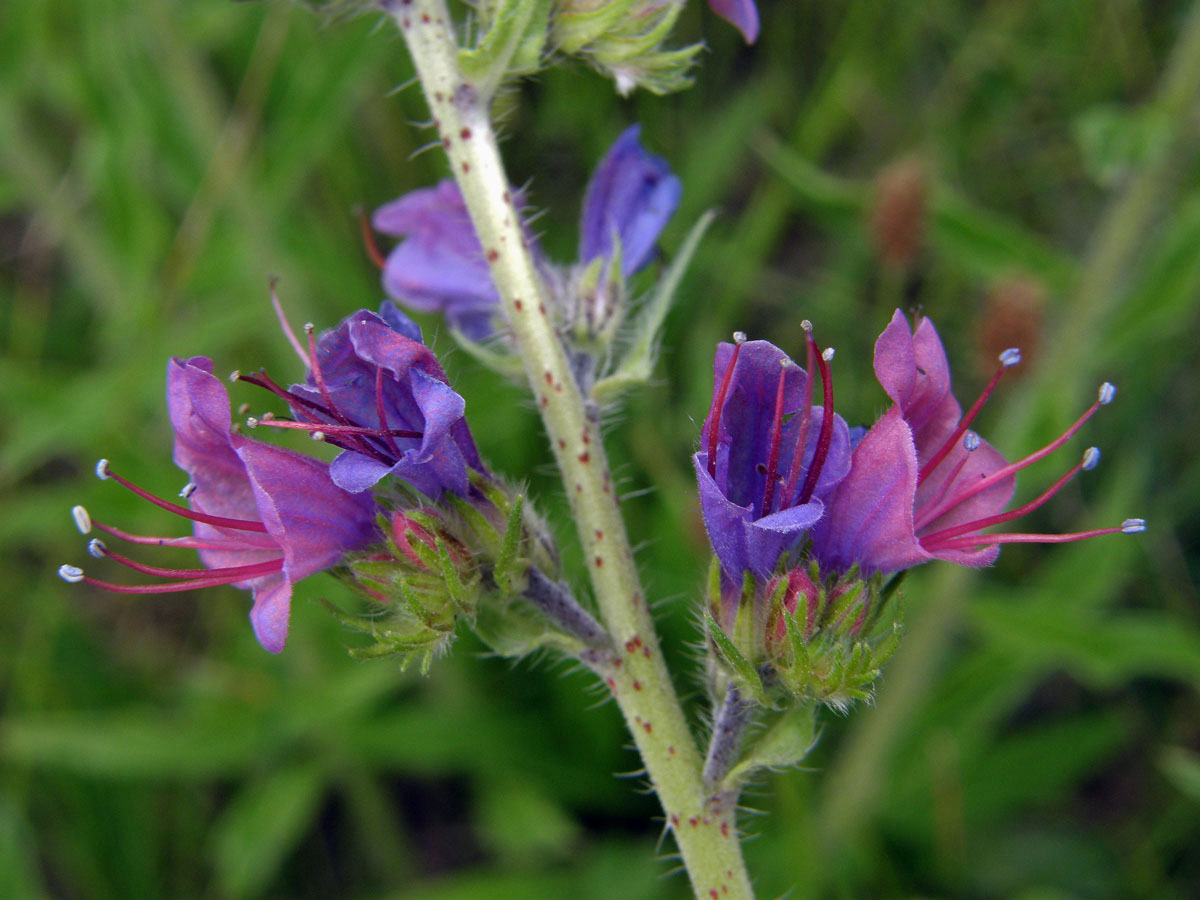 Hadinec obecný (Echium vulgare L.)