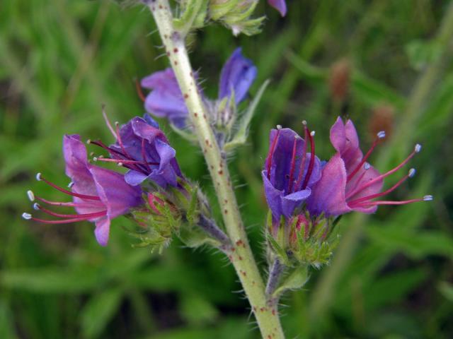 Hadinec obecný (Echium vulgare L.)