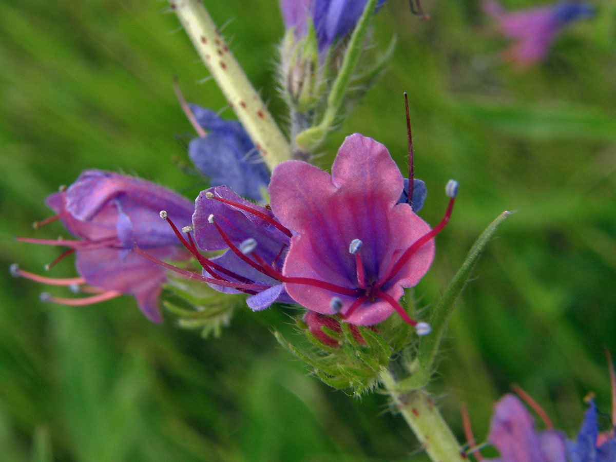 Hadinec obecný (Echium vulgare L.)