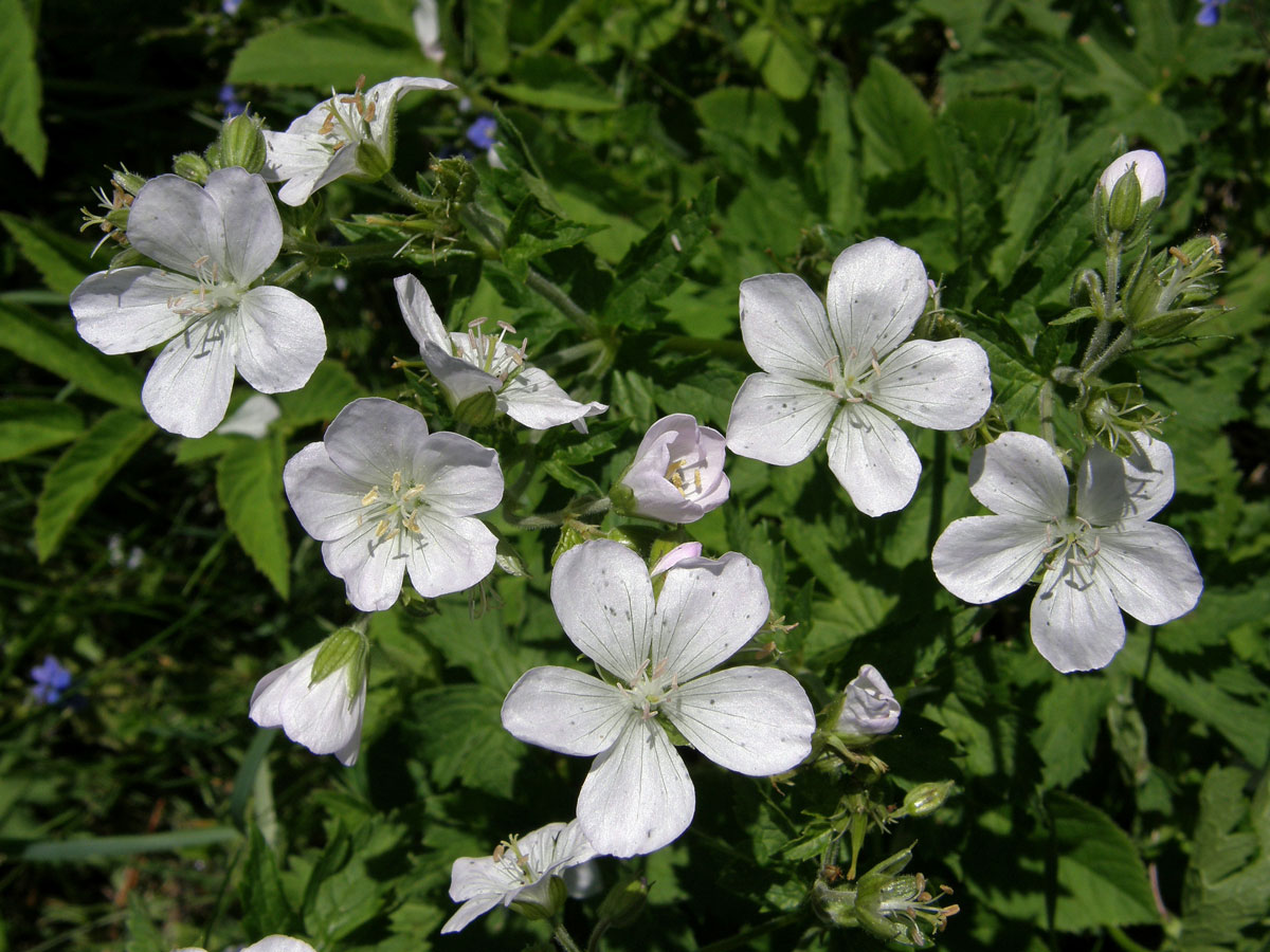 Kakost bahenní (Geranium palustre L.) - květy bez barviva (2a)