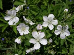 Kakost bahenní (Geranium palustre L.) - květy bez barviva (2a)