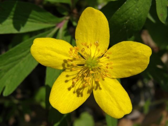 Sasanka pryskyřníkovitá (Anemone ranunculoides L.)