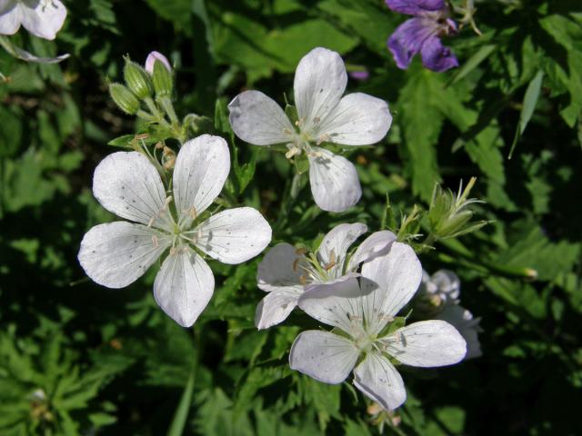 Kakost bahenní (Geranium palustre L.) - květy bez barviva (2b)