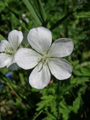 Kakost bahenní (Geranium palustre L.) - květy bez barviva (2c)