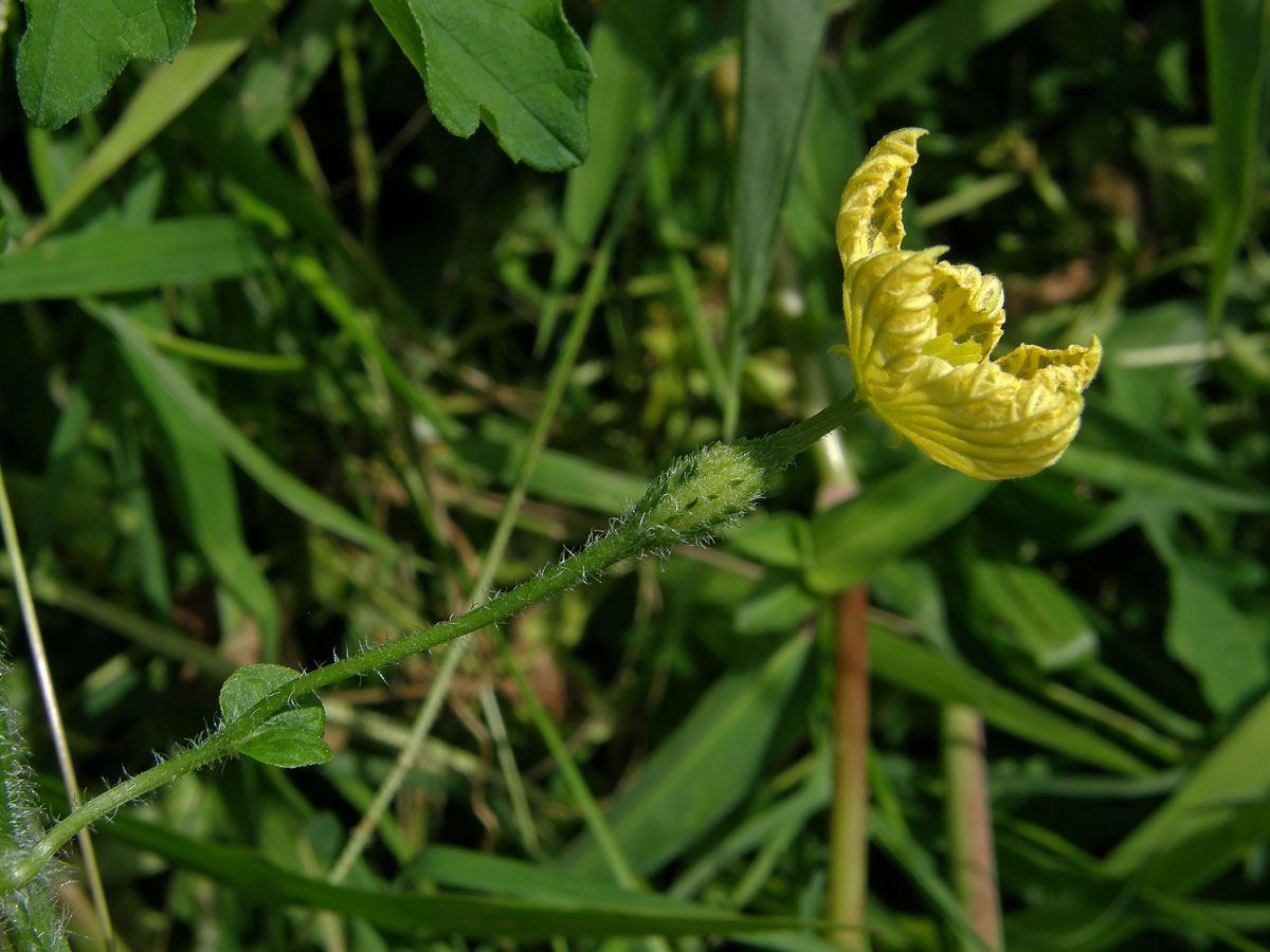 Momordica balsamina L.