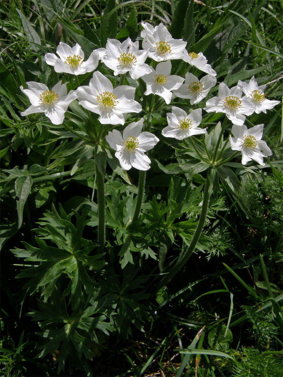 Sasanka narcisokvětá (Anemone narcissiflora L.)