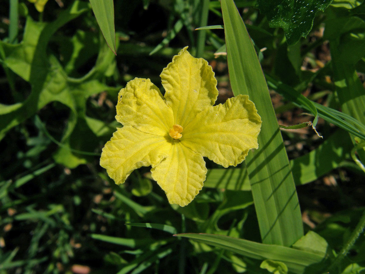 Momordica balsamina L.