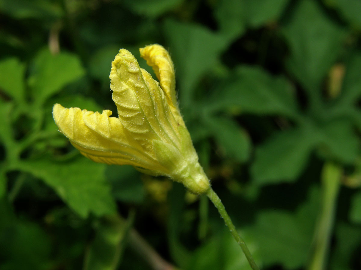 Momordica balsamina L.