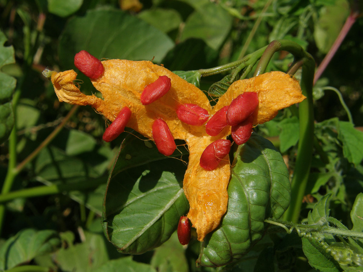 Momordica balsamina L.