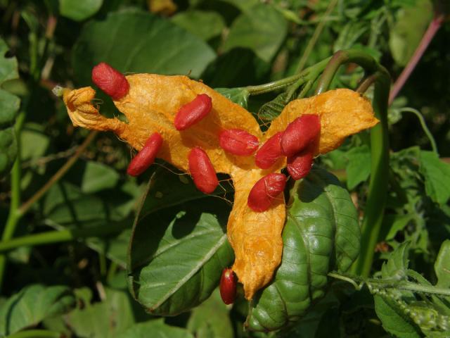 Momordica balsamina L.