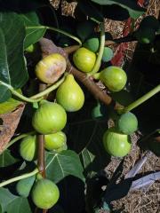 Fíkovník smokvoň (Ficus carica L.)