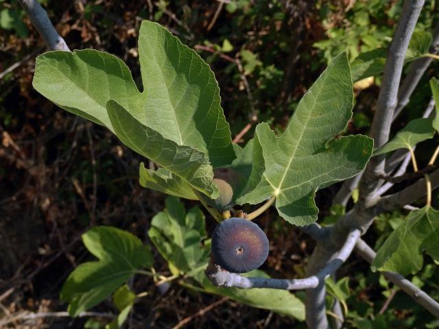 Fíkovník smokvoň (Ficus carica L.)