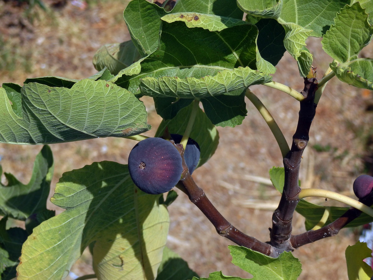 Fíkovník smokvoň (Ficus carica L.)