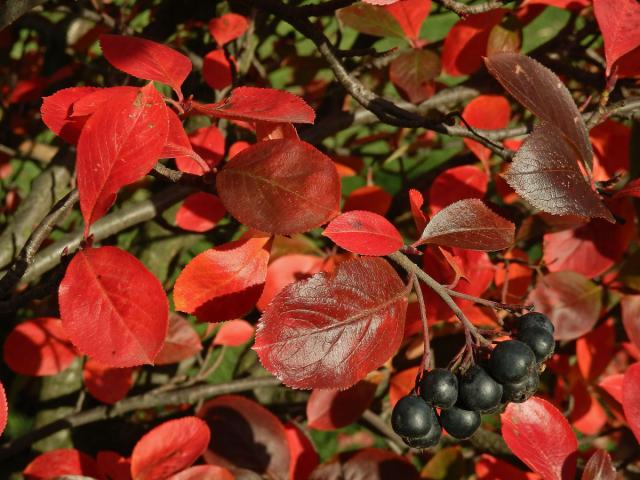 Temnoplodec černoplodý (Aronia melanocarpa (Michx.) Elliott s. l.)