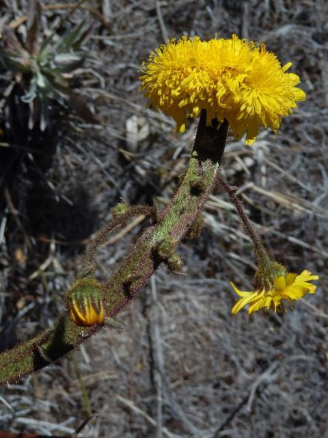 Andryala glandulosa Lam., fasciace stonku (1a)