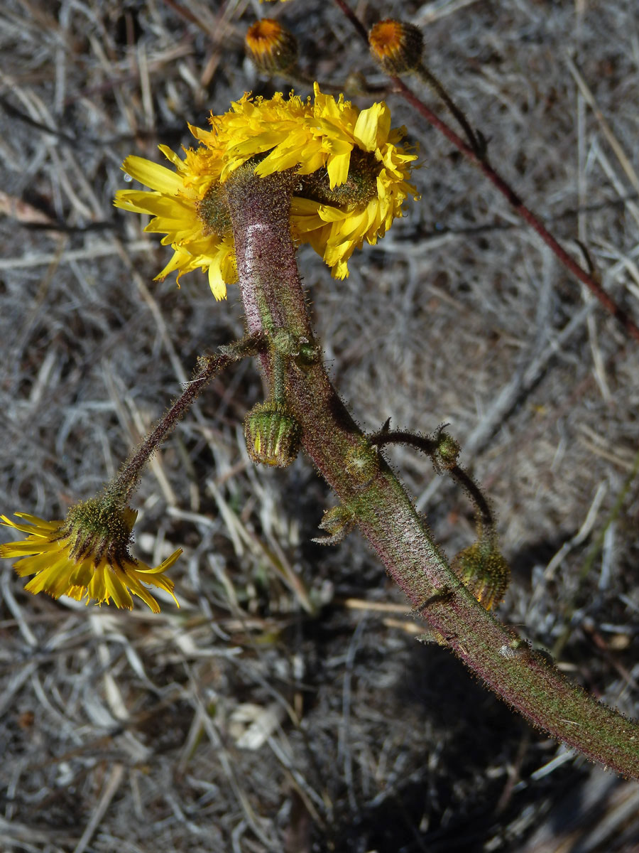 Andryala glandulosa Lam., fasciace stonku (1b)