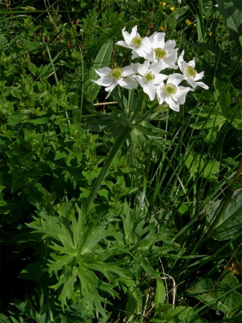 Sasanka narcisokvětá (Anemone narcissiflora L.)