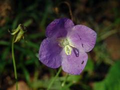 Zvonek broskvolistý (Campanula persicifolia L.), čtyřčený květ