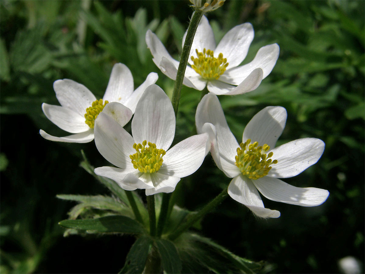 Sasanka narcisokvětá (Anemone narcissiflora L.)