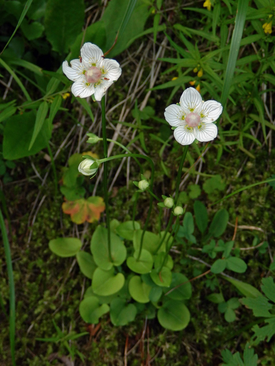 Tolije bahenní (Parnassia palustris L.)