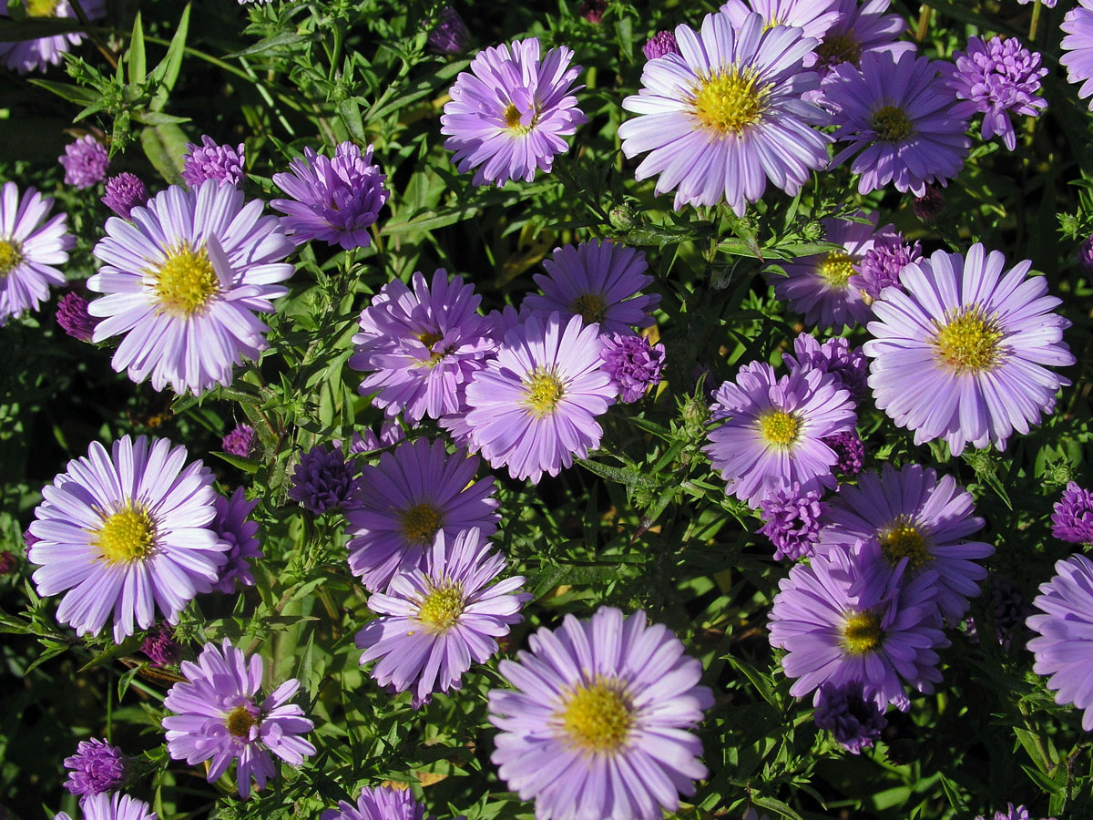 Hvězdnice křovitá (Aster dumosus L.)