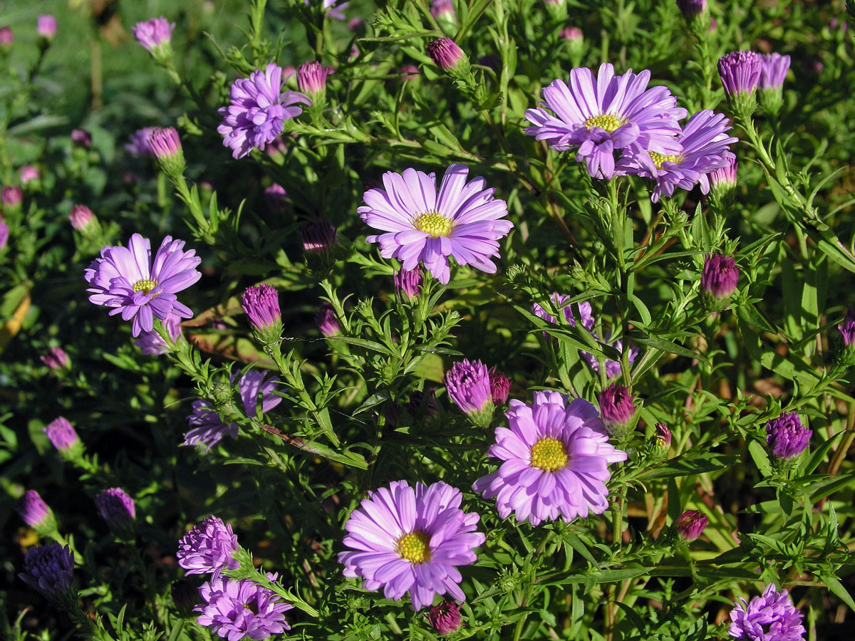 Hvězdnice křovitá (Aster dumosus L.)