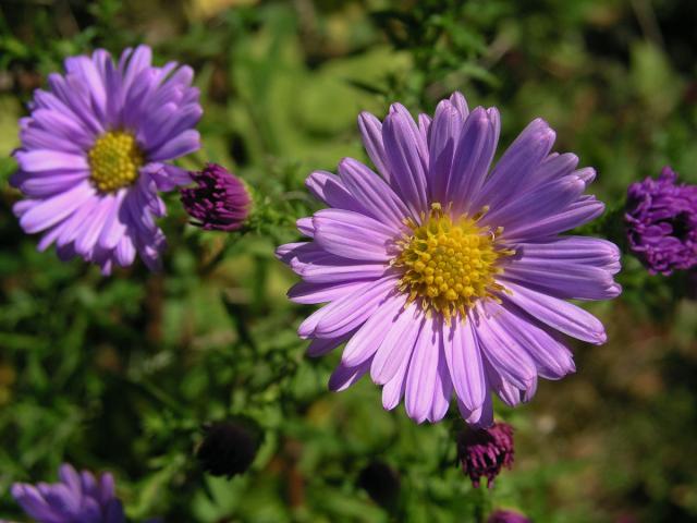 Hvězdnice křovitá (Aster dumosus L.)