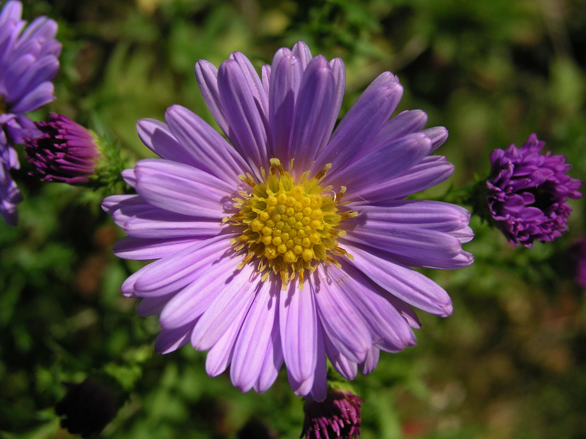 Hvězdnice křovitá (Aster dumosus L.)