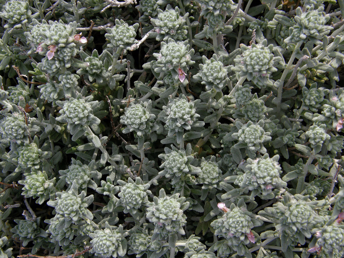 Ožanka (Teucrium capitatum L. subsp. capitatum)