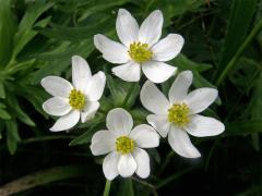 Sasanka narcisokvětá (Anemone narcissiflora L.)