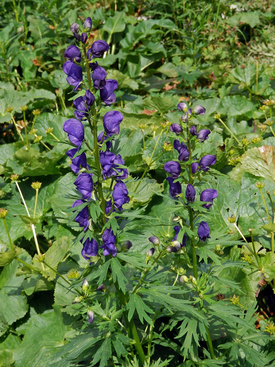 Oměj tuhý pravý (Aconitum firmum Rchb. subsp. firmum)