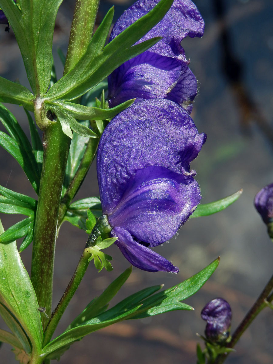 Oměj tuhý pravý (Aconitum firmum Rchb. subsp. firmum)