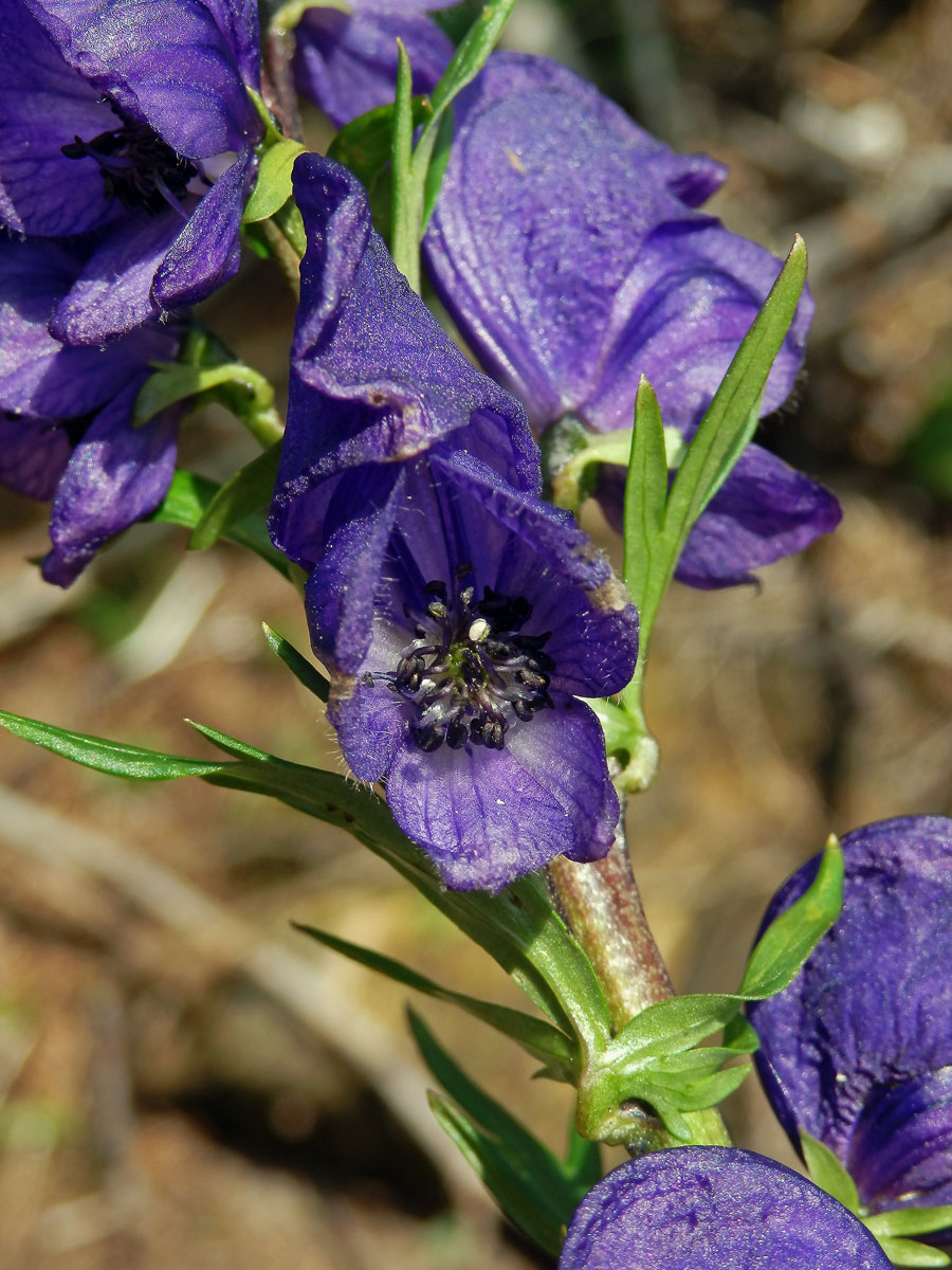 Oměj tuhý pravý (Aconitum firmum Rchb. subsp. firmum)