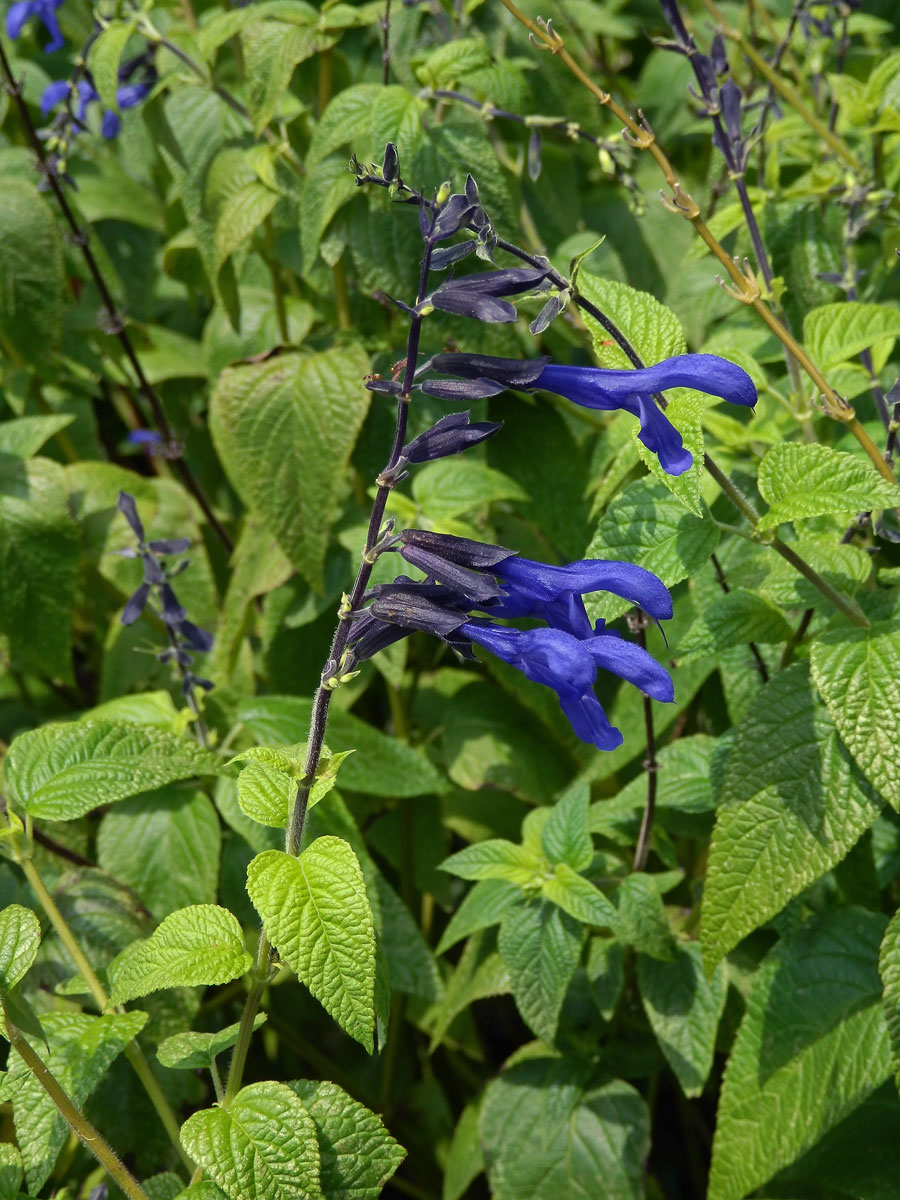 Šalvěj (Salvia guaranitica A. St.-Hil. ex Benth.)