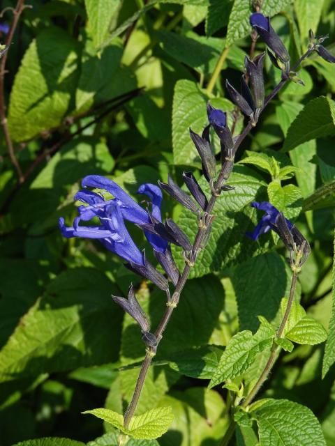 Šalvěj (Salvia guaranitica A. St.-Hil. ex Benth.)