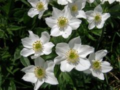 Sasanka narcisokvětá (Anemone narcissiflora L.)