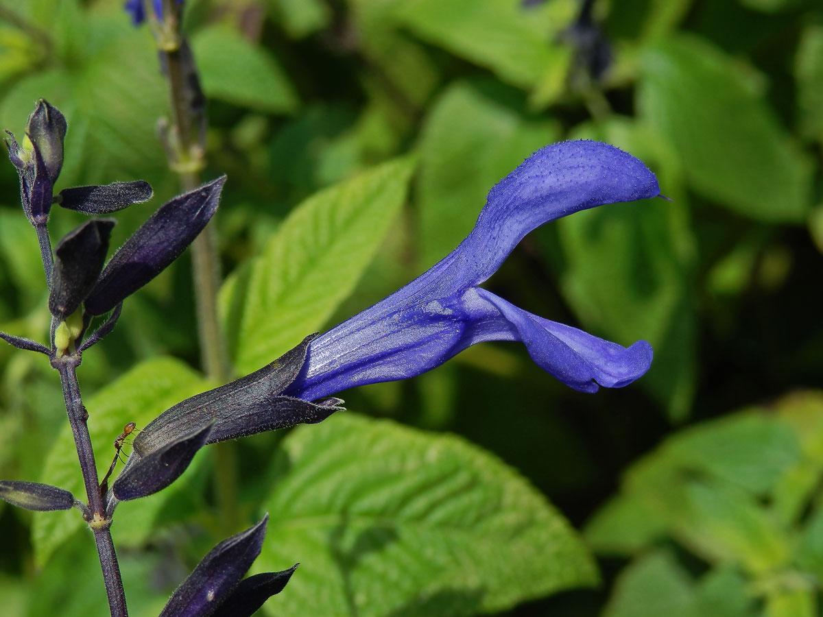 Šalvěj (Salvia guaranitica A. St.-Hil. ex Benth.)