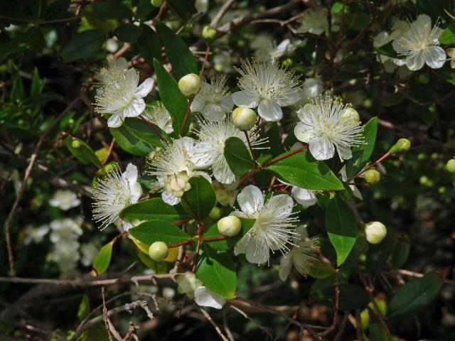 Myrta obecná (Myrtus communis L.)