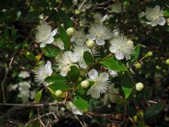 Myrta (Myrtus L.)