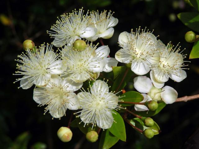 Myrta obecná (Myrtus communis L.)