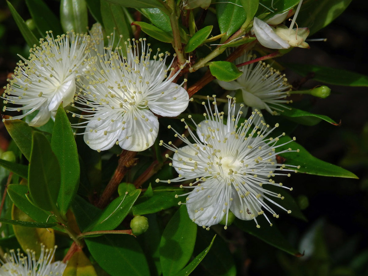 Myrta obecná (Myrtus communis L.)