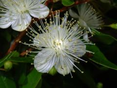 Myrta obecná (Myrtus communis L.)