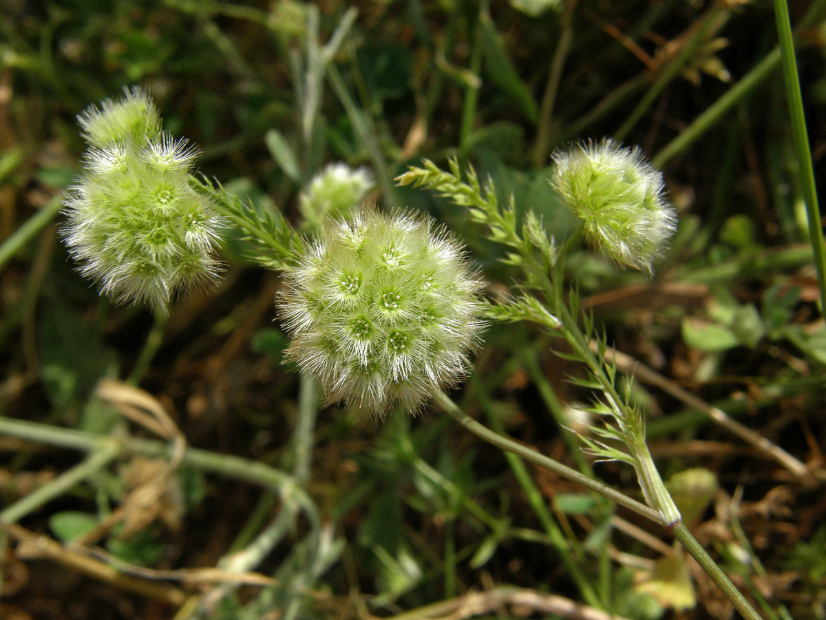 Lagoecia cuminoides L.