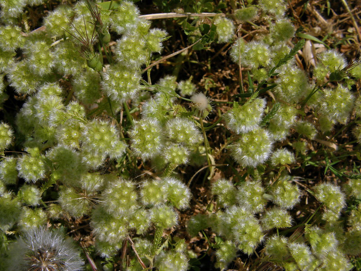 Lagoecia cuminoides L.