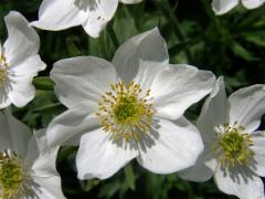 Sasanka narcisokvětá (Anemone narcissiflora L.)