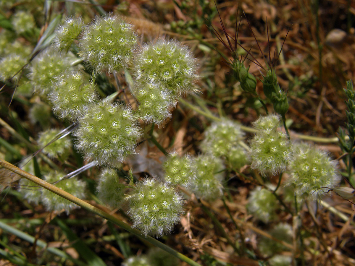 Lagoecia cuminoides L.