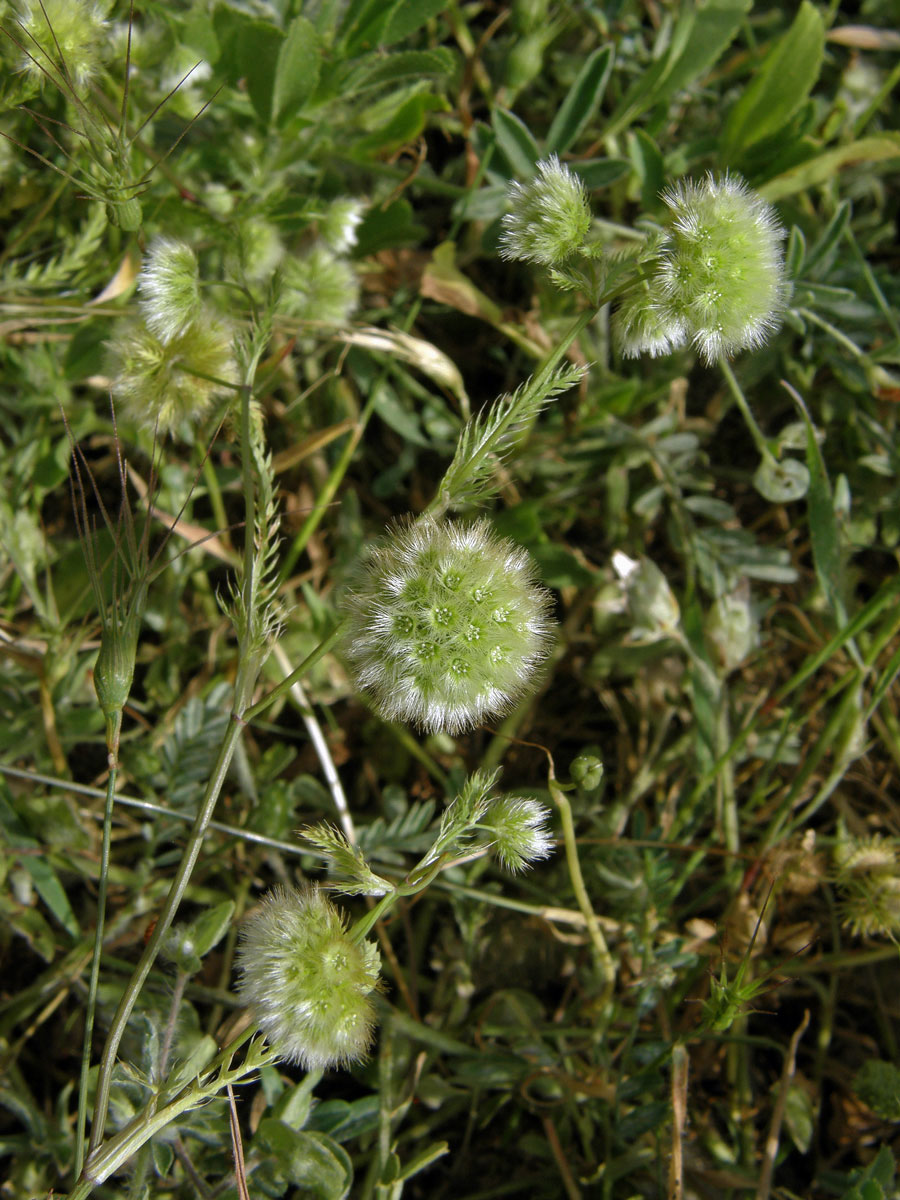 Lagoecia cuminoides L.